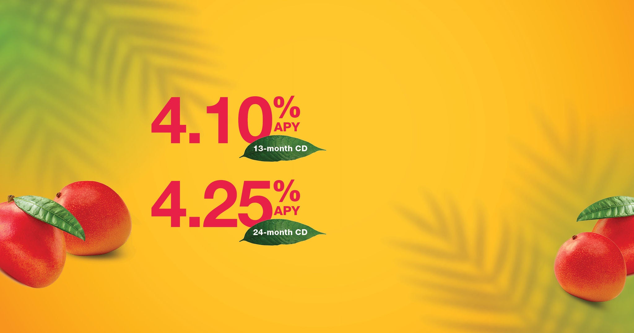 CD Campaign Mango