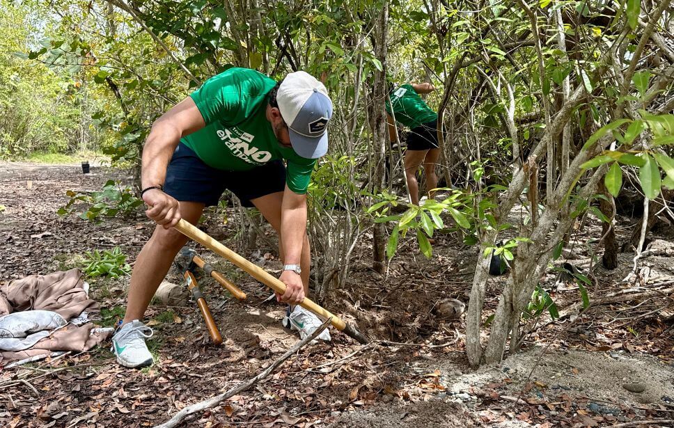 Manglares y resiliencia costera: protegiendo las costas de Puerto Rico