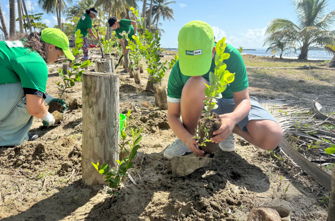 Voluntarios en la siembra de árboles en la playa